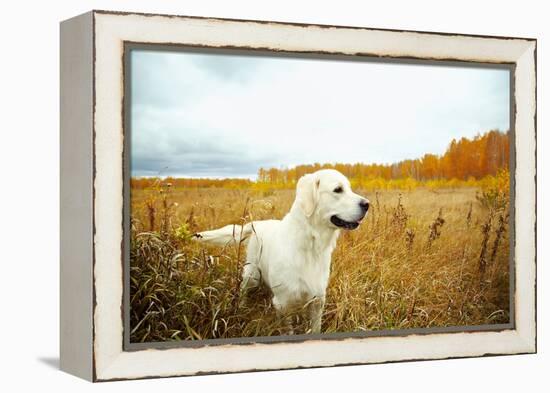 Young Golden Retriever for a Walk in Nature. Dog Breed Labrador Outdoors.-Evgeny Bakharev-Framed Premier Image Canvas