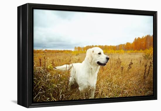 Young Golden Retriever for a Walk in Nature. Dog Breed Labrador Outdoors.-Evgeny Bakharev-Framed Premier Image Canvas