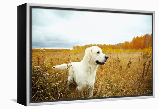 Young Golden Retriever for a Walk in Nature. Dog Breed Labrador Outdoors.-Evgeny Bakharev-Framed Premier Image Canvas