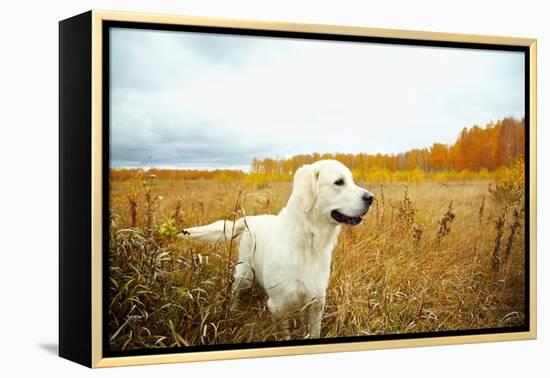 Young Golden Retriever for a Walk in Nature. Dog Breed Labrador Outdoors.-Evgeny Bakharev-Framed Premier Image Canvas