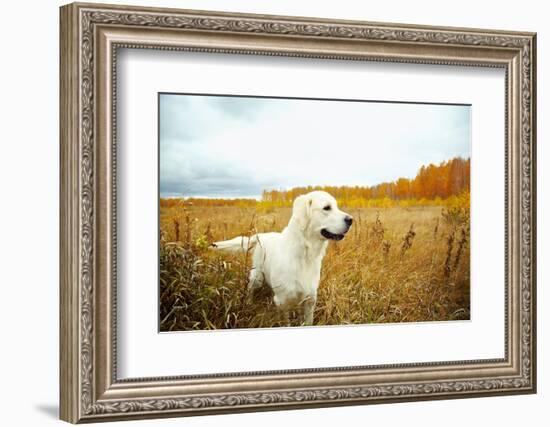 Young Golden Retriever for a Walk in Nature. Dog Breed Labrador Outdoors.-Evgeny Bakharev-Framed Photographic Print