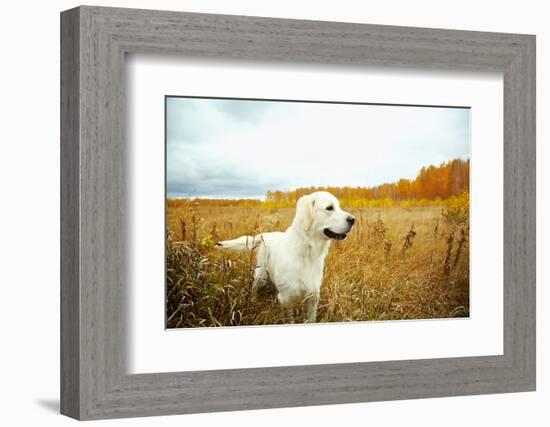 Young Golden Retriever for a Walk in Nature. Dog Breed Labrador Outdoors.-Evgeny Bakharev-Framed Photographic Print