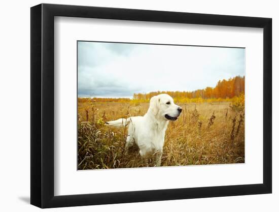 Young Golden Retriever for a Walk in Nature. Dog Breed Labrador Outdoors.-Evgeny Bakharev-Framed Photographic Print