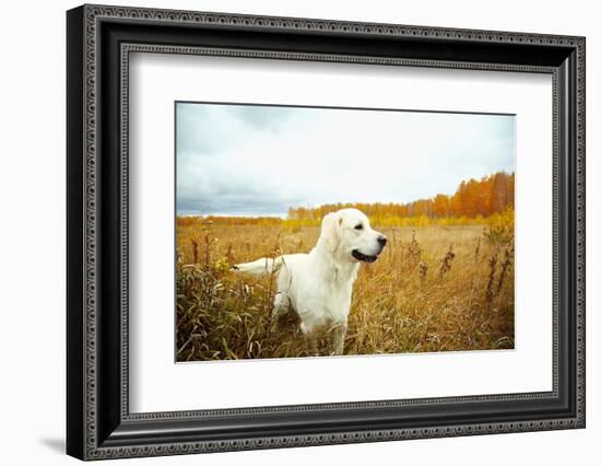 Young Golden Retriever for a Walk in Nature. Dog Breed Labrador Outdoors.-Evgeny Bakharev-Framed Photographic Print