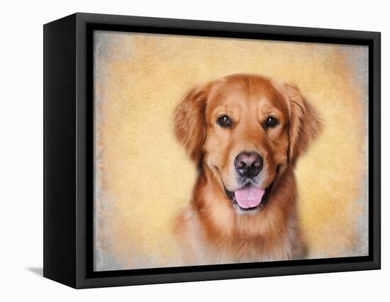 Young Golden Retriever Portrait-Jai Johnson-Framed Premier Image Canvas