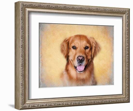 Young Golden Retriever Portrait-Jai Johnson-Framed Giclee Print