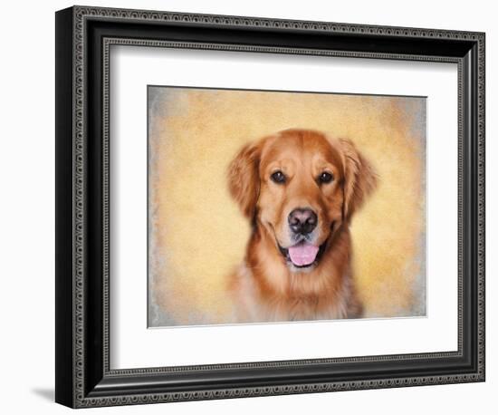 Young Golden Retriever Portrait-Jai Johnson-Framed Giclee Print