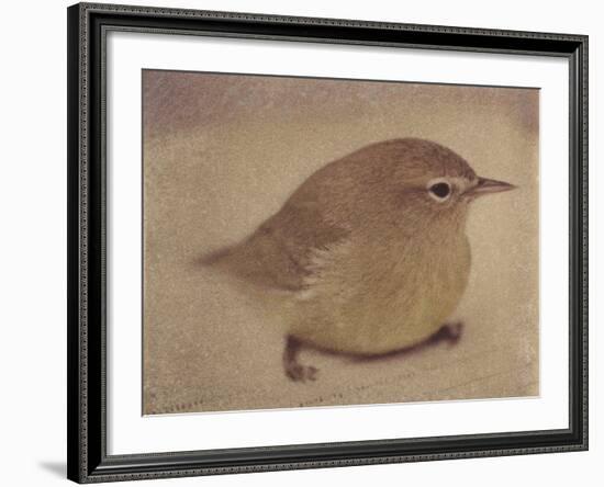 Young Goldfinch-Jennifer Kennard-Framed Photographic Print