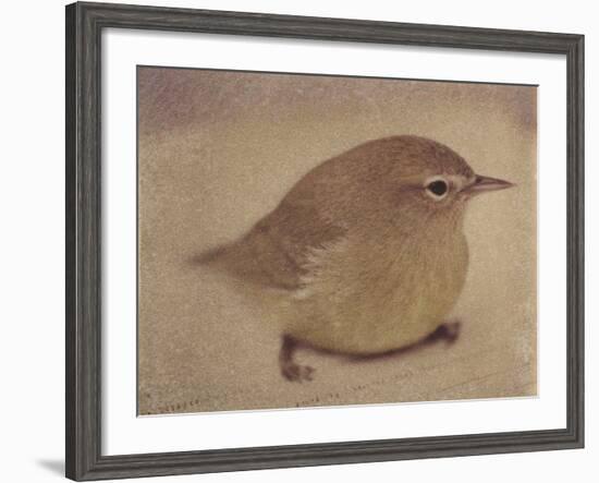 Young Goldfinch-Jennifer Kennard-Framed Photographic Print