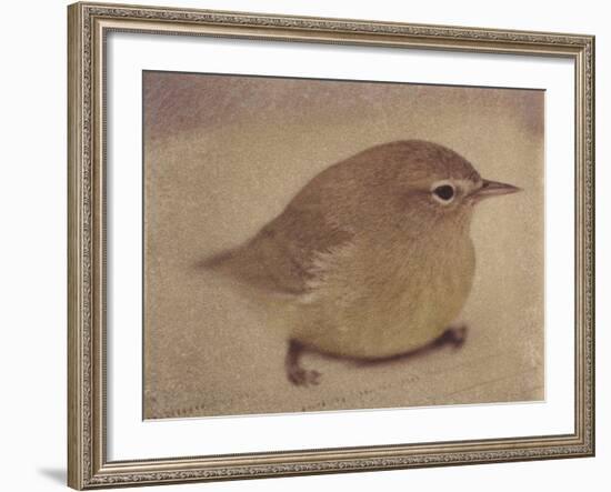 Young Goldfinch-Jennifer Kennard-Framed Photographic Print