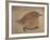 Young Goldfinch-Jennifer Kennard-Framed Photographic Print