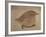 Young Goldfinch-Jennifer Kennard-Framed Photographic Print