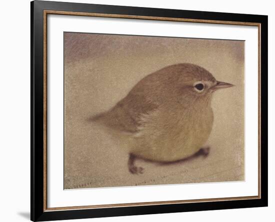 Young Goldfinch-Jennifer Kennard-Framed Photographic Print