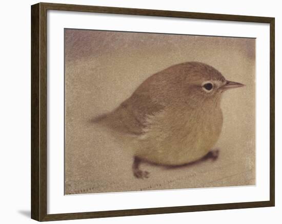 Young Goldfinch-Jennifer Kennard-Framed Photographic Print