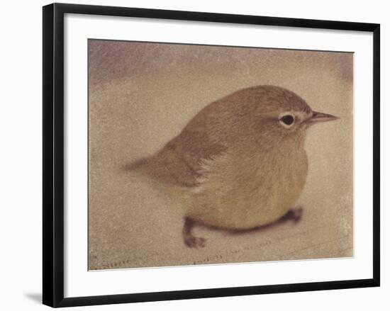 Young Goldfinch-Jennifer Kennard-Framed Photographic Print