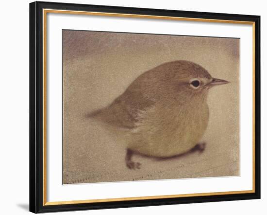 Young Goldfinch-Jennifer Kennard-Framed Photographic Print