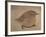 Young Goldfinch-Jennifer Kennard-Framed Photographic Print