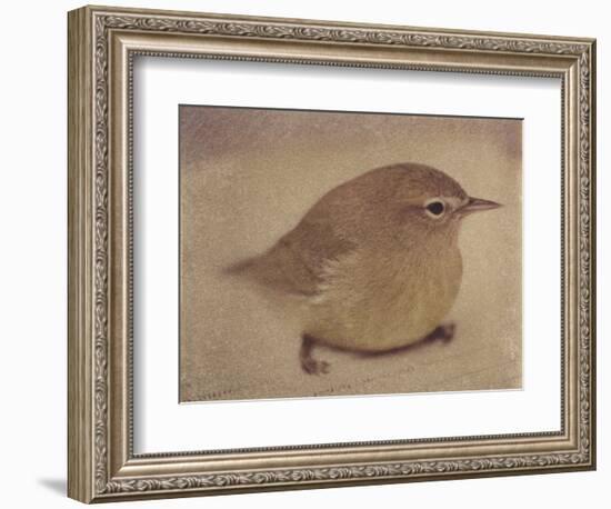 Young Goldfinch-Jennifer Kennard-Framed Photographic Print