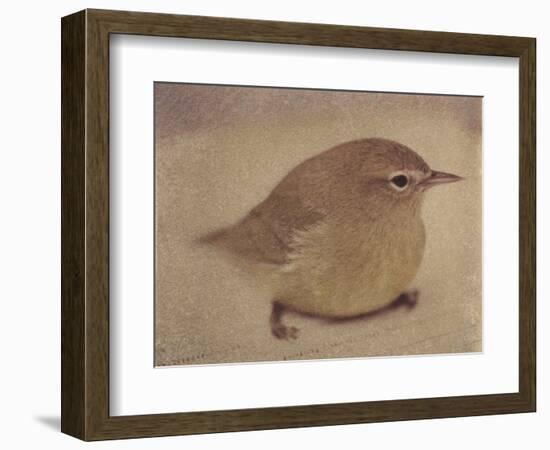 Young Goldfinch-Jennifer Kennard-Framed Photographic Print