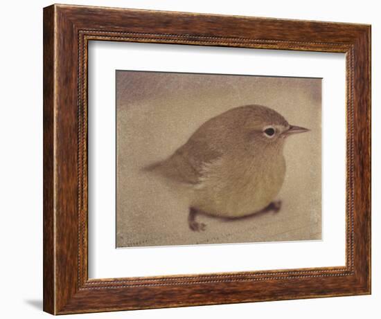 Young Goldfinch-Jennifer Kennard-Framed Photographic Print