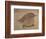 Young Goldfinch-Jennifer Kennard-Framed Photographic Print