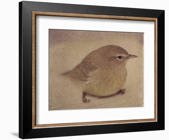 Young Goldfinch-Jennifer Kennard-Framed Photographic Print