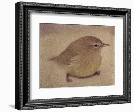 Young Goldfinch-Jennifer Kennard-Framed Photographic Print