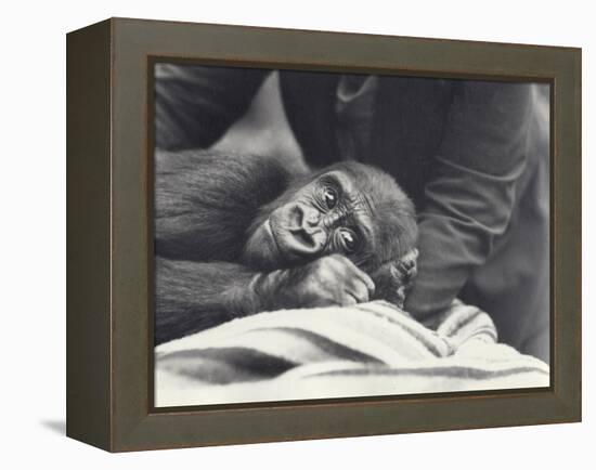 Young Gorilla 'John David' Aged 5 Years Being Held by a Keeper on a Blanket at London Zoo-Frederick William Bond-Framed Premier Image Canvas