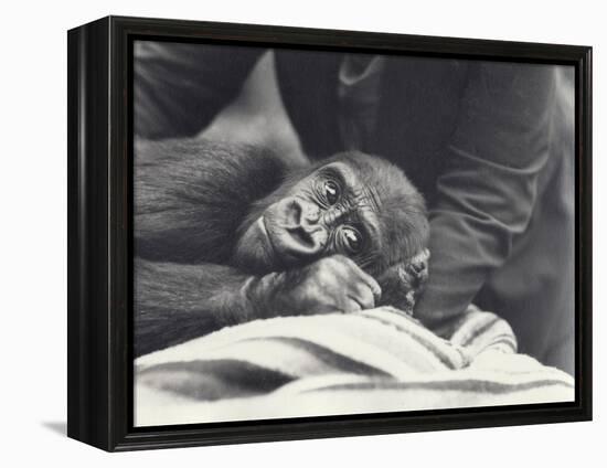 Young Gorilla 'John David' Aged 5 Years Being Held by a Keeper on a Blanket at London Zoo-Frederick William Bond-Framed Premier Image Canvas