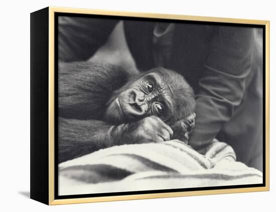 Young Gorilla 'John David' Aged 5 Years Being Held by a Keeper on a Blanket at London Zoo-Frederick William Bond-Framed Premier Image Canvas