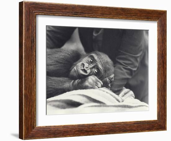 Young Gorilla 'John David' Aged 5 Years Being Held by a Keeper on a Blanket at London Zoo-Frederick William Bond-Framed Photographic Print