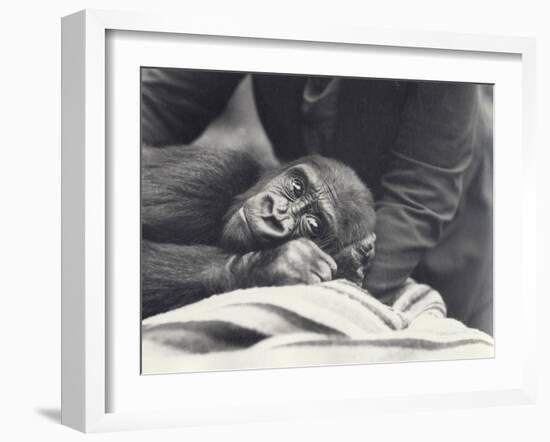 Young Gorilla 'John David' Aged 5 Years Being Held by a Keeper on a Blanket at London Zoo-Frederick William Bond-Framed Photographic Print