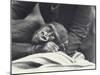 Young Gorilla 'John David' Aged 5 Years Being Held by a Keeper on a Blanket at London Zoo-Frederick William Bond-Mounted Photographic Print