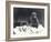 Young Gorilla 'John David'-Frederick William Bond-Framed Photographic Print