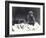 Young Gorilla 'John David'-Frederick William Bond-Framed Photographic Print