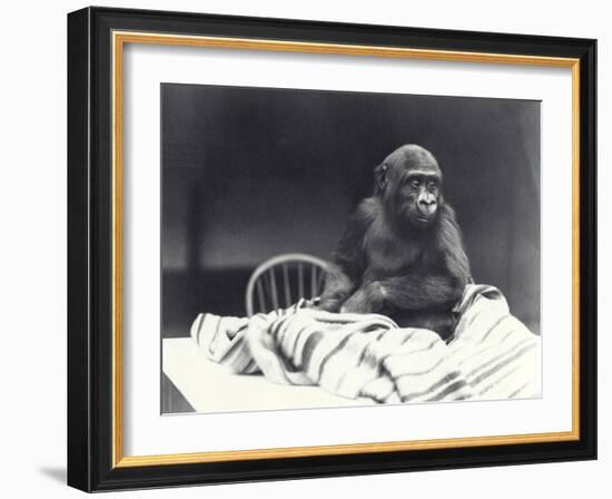 Young Gorilla 'John David'-Frederick William Bond-Framed Photographic Print