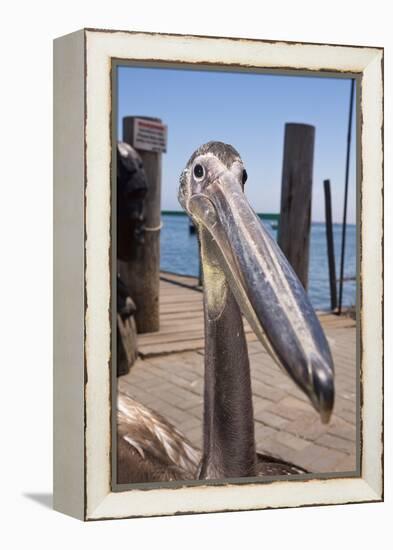 Young Great White Pelican Head-Reinhard Dirscherl-Framed Premier Image Canvas