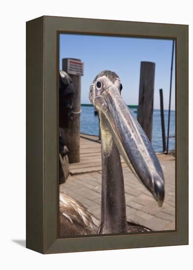 Young Great White Pelican Head-Reinhard Dirscherl-Framed Premier Image Canvas