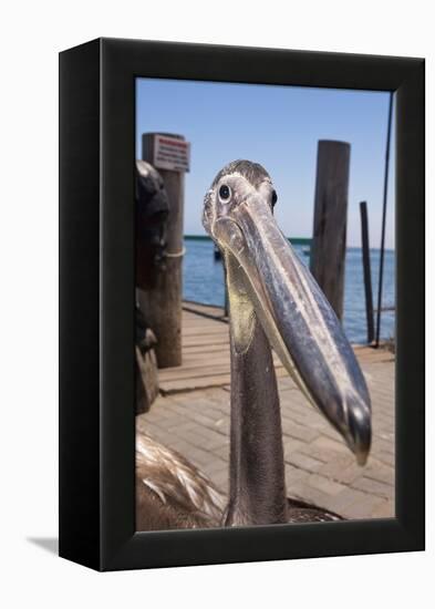 Young Great White Pelican Head-Reinhard Dirscherl-Framed Premier Image Canvas