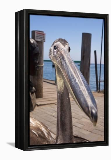 Young Great White Pelican Head-Reinhard Dirscherl-Framed Premier Image Canvas