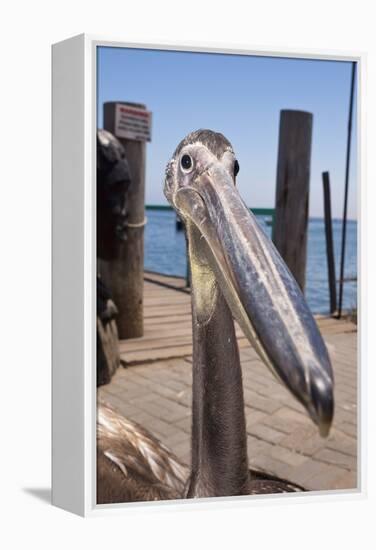 Young Great White Pelican Head-Reinhard Dirscherl-Framed Premier Image Canvas