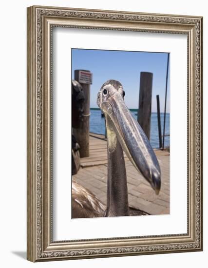 Young Great White Pelican Head-Reinhard Dirscherl-Framed Photographic Print