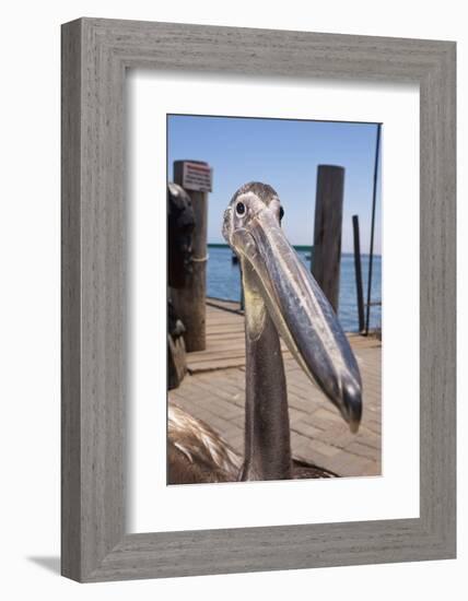 Young Great White Pelican Head-Reinhard Dirscherl-Framed Photographic Print