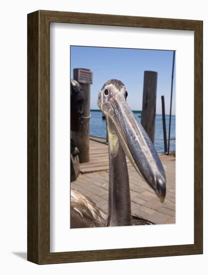 Young Great White Pelican Head-Reinhard Dirscherl-Framed Photographic Print
