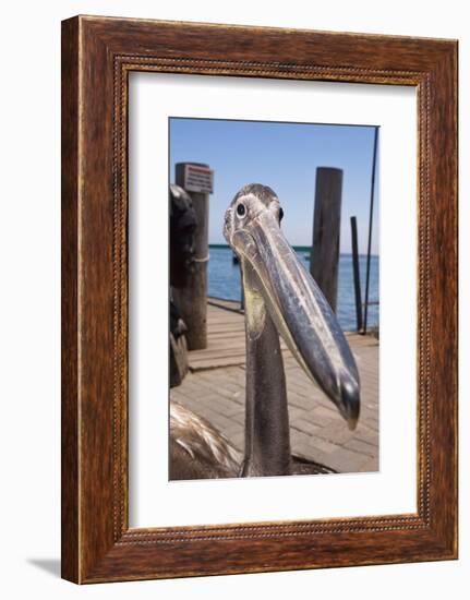 Young Great White Pelican Head-Reinhard Dirscherl-Framed Photographic Print