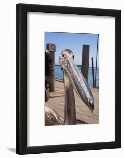 Young Great White Pelican Head-Reinhard Dirscherl-Framed Photographic Print