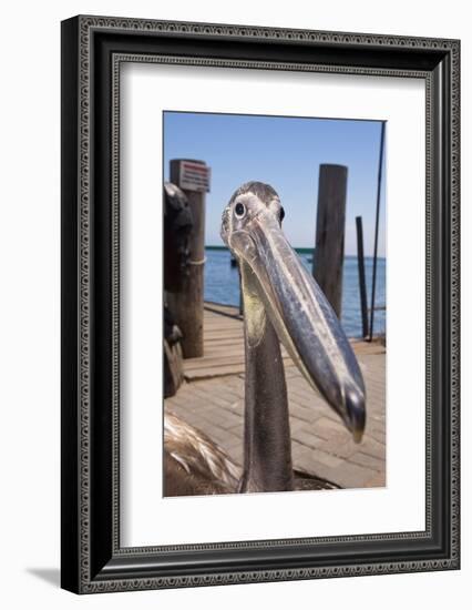 Young Great White Pelican Head-Reinhard Dirscherl-Framed Photographic Print