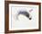 Young Grey Seal, Gweek, 2003-Mark Adlington-Framed Giclee Print