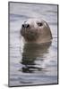 Young Grey Seal (Halichoerus Grypus) Taking a Curious Peep Out of the Water, Hebrides, Scotland, UK-Alex Mustard-Mounted Photographic Print