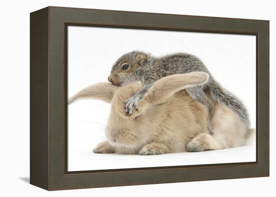 Young Grey Squirrel and Sandy Rabbit-Mark Taylor-Framed Premier Image Canvas